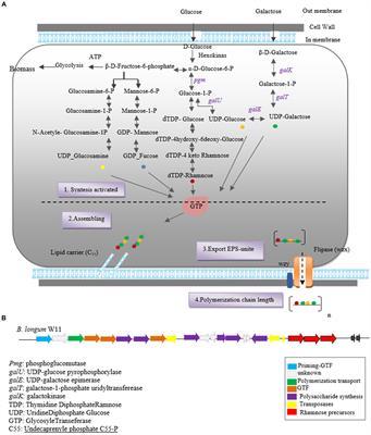 Bifidobacterium exopolysaccharides: new insights into engineering strategies, physicochemical functions, and immunomodulatory effects on host health